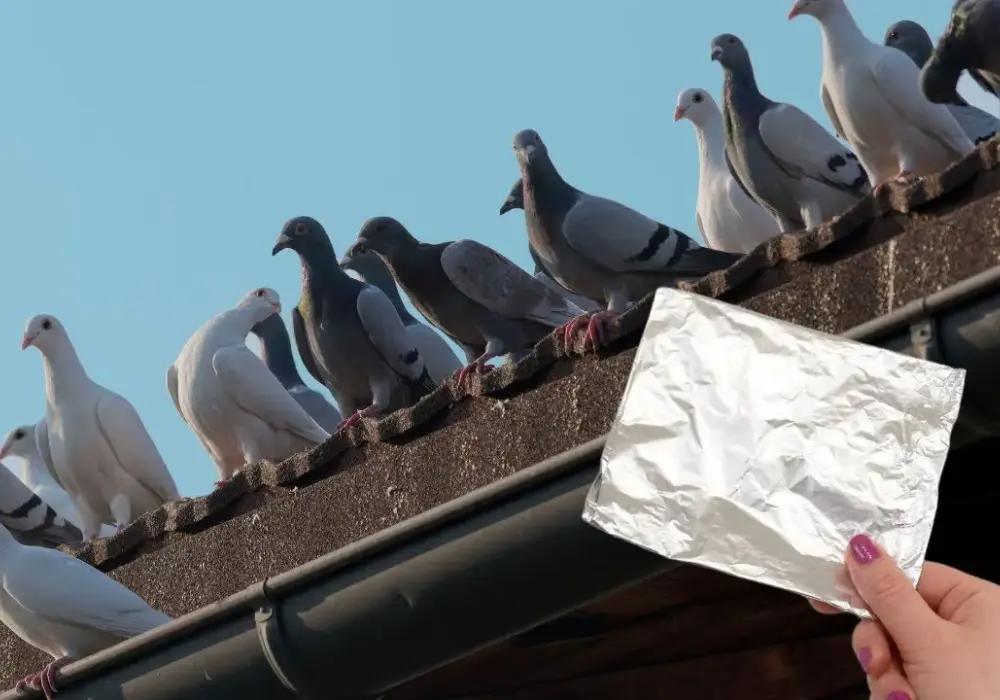 Jak pozbyć się gołębi na balkonie? Skuteczne metody i porady
