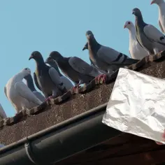 Jak pozbyć się gołębi na balkonie? Skuteczne metody i porady