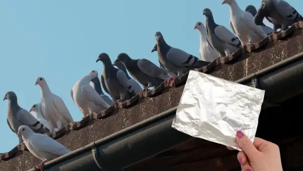 Jak pozbyć się gołębi na balkonie? Skuteczne metody i porady